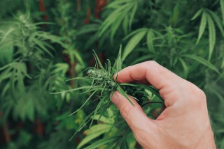 Aidvian CBD